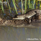 Illustration for article titled Sunday Crocodilian - Crocodylus porosus Edition